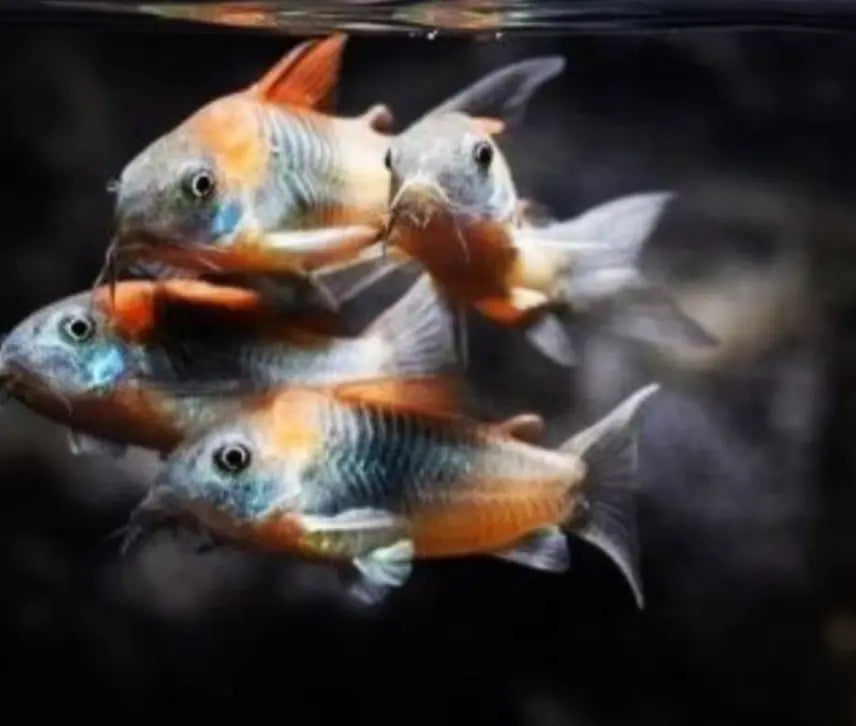 Aquarienfische für Anfänger: Die besten Fische für einen erfolgreichen Start AquaTimo