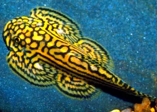 Prachtflossensauger (Sewellia lineolata): Ein faszinierender Bodenbewohner für dein Aquarium AquaTimo