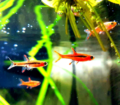 Was fressen Nanofische? Die perfekte Ernährung für kleine Arten 🐠🍽️