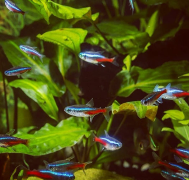 Top 10 schönste Nanofisch-Arten für dein Aquarium 🐟🌈