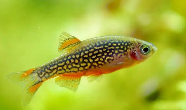 Perlhuhnberbling (Danio margaritatus): Der schillernde Juwel für dein Aquarium AquaTimo