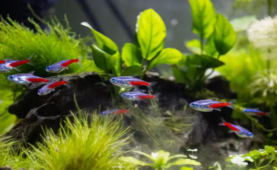 Nanofische & Garnelen: klappt die Vergesellschaftung? 🐟🦐