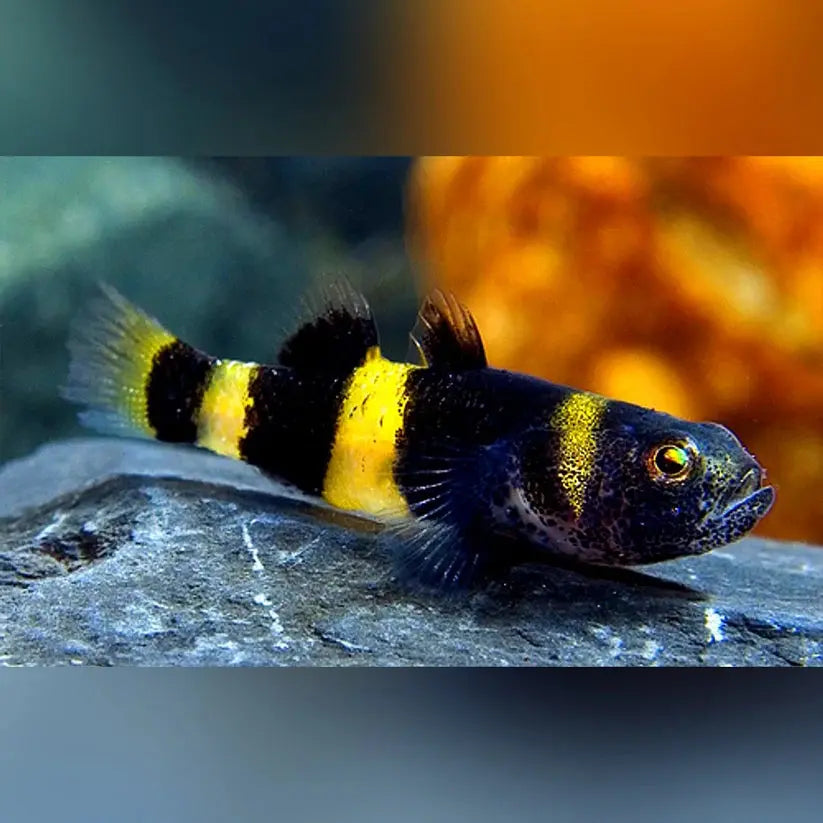 Haltung von Goldringelgrundeln im Süßwasseraquarium – Ein umfassender Leitfaden AquaTimo