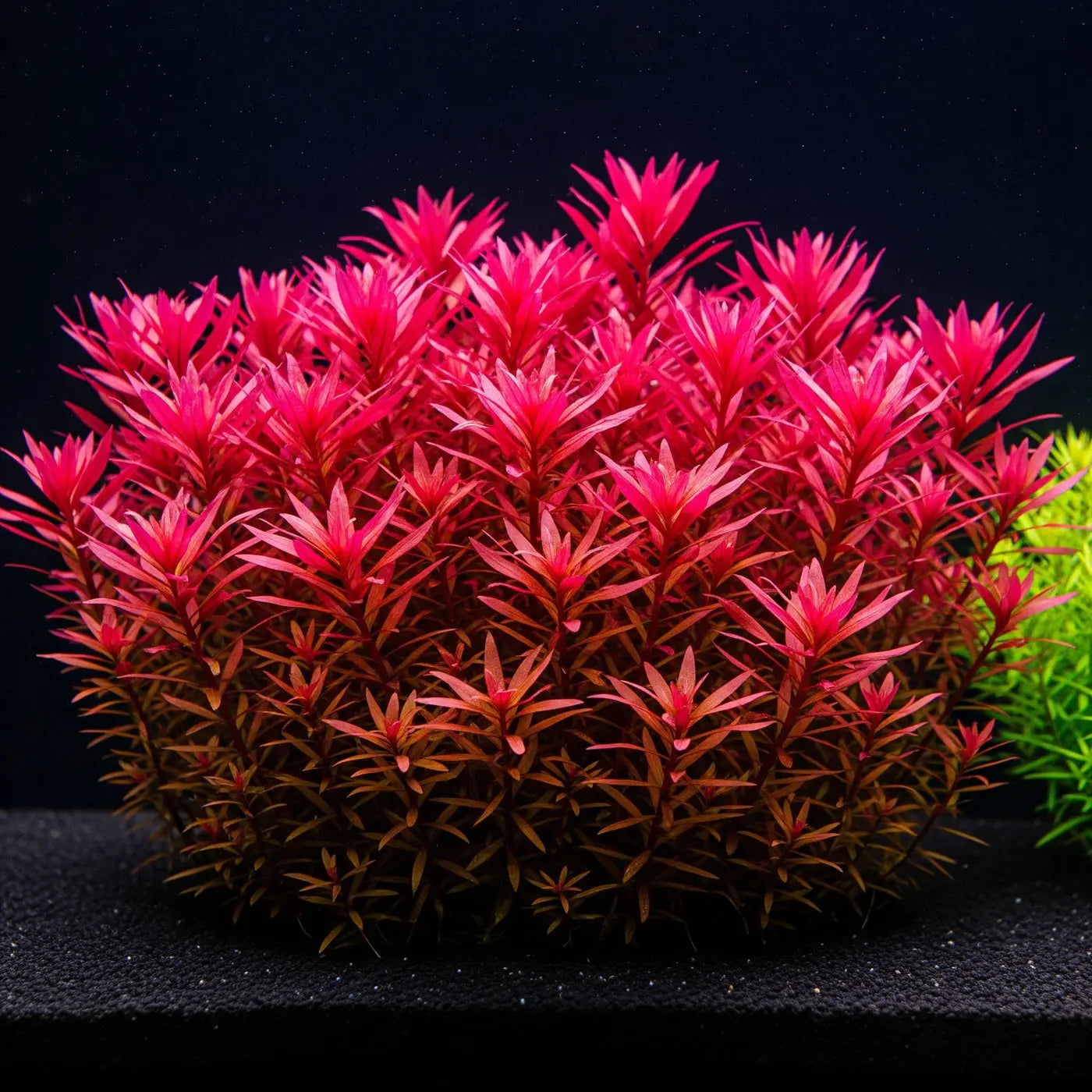 Tannenwedel-Sumpffreund (Limnophila hippuridoides): Ein farbenprächtiger Blickfang für dein Aquarium AquaTimo