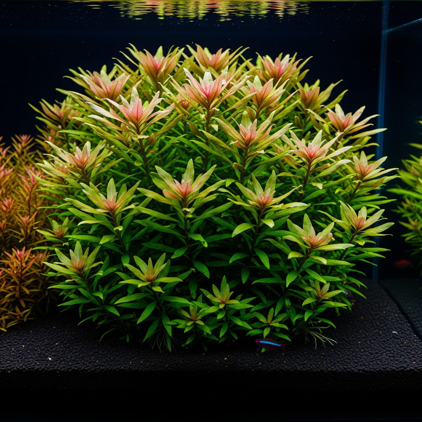 Pogostemon deccanensis: Der filigrane Nadel-Sumpffreund für einen Hauch von Leichtigkeit