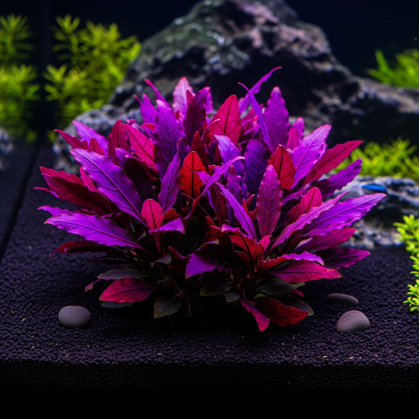 Das Lila Papageienblatt (Alternanthera reineckii 'Lila'): Ein tiefvioletter Traum für dein Aquarium