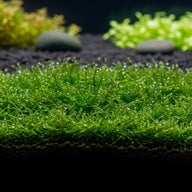 Javamoos (Taxiphyllum barbieri): Der unverwüstliche Klassiker für ein lebendiges Biotop