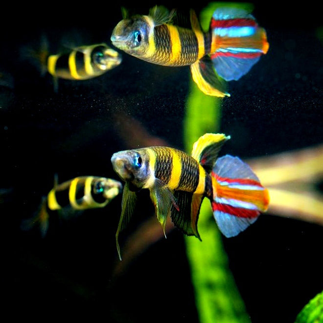 Nano-Fische