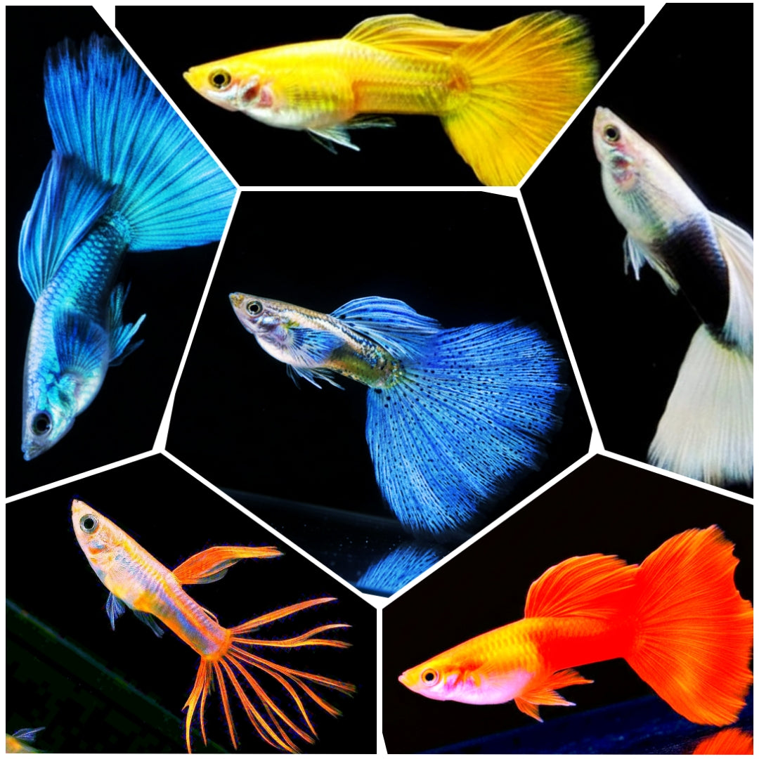 Guppys