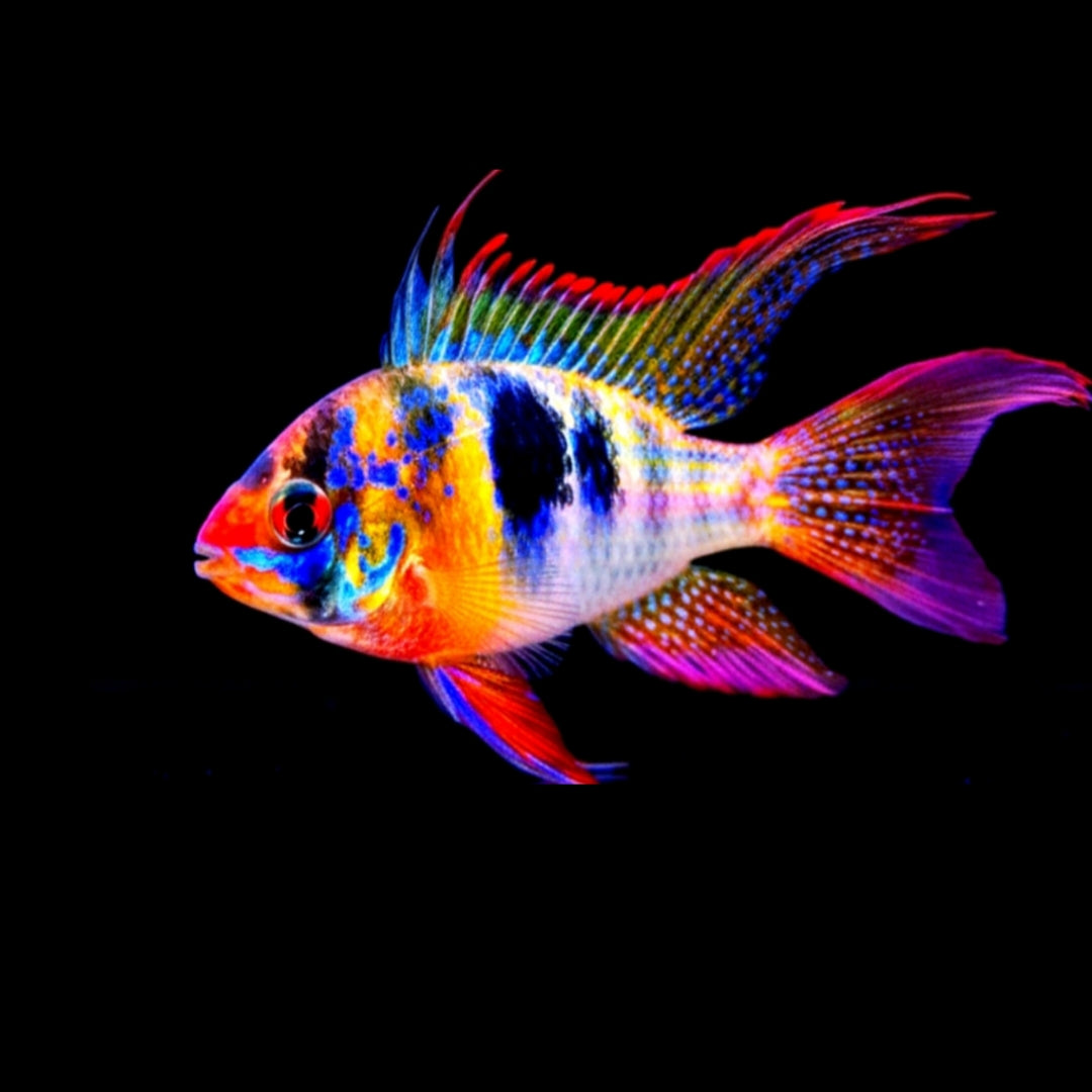 Barsche Fr Aquarium