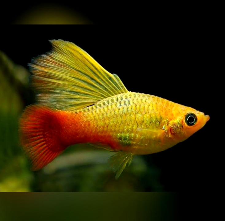 Platy
