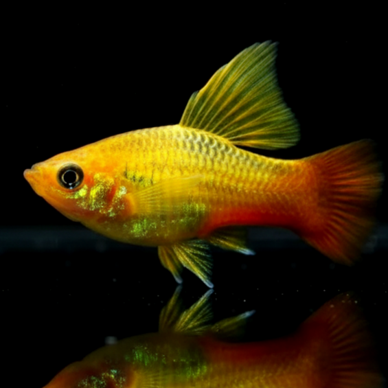 Platy