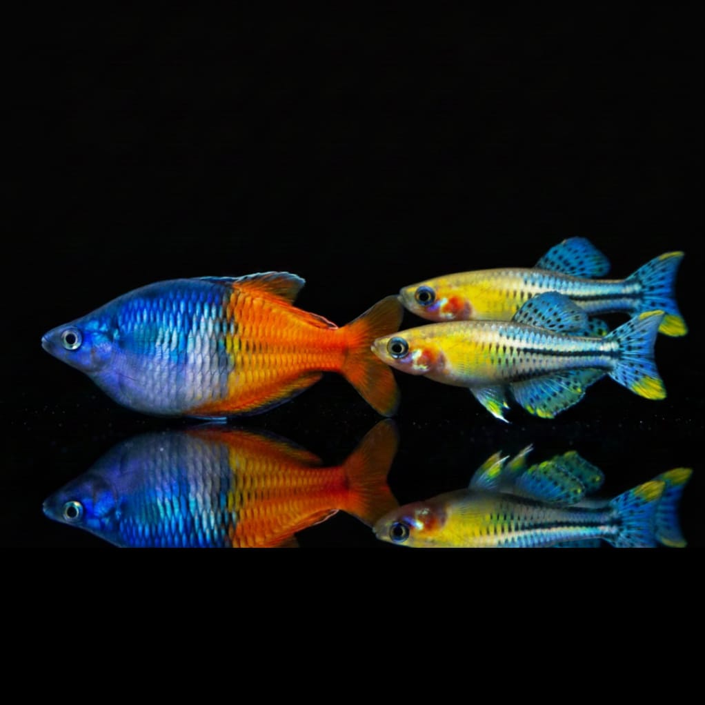 Regenbogenfische & Ährenfische