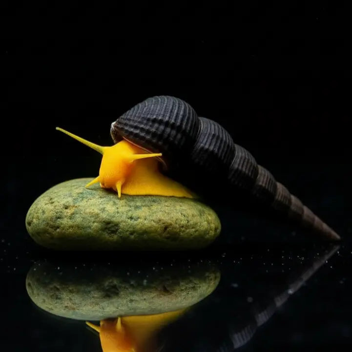 Schnecken AquaTimo