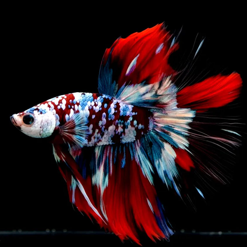 Kampffische-Betta-splendens AquaTimo