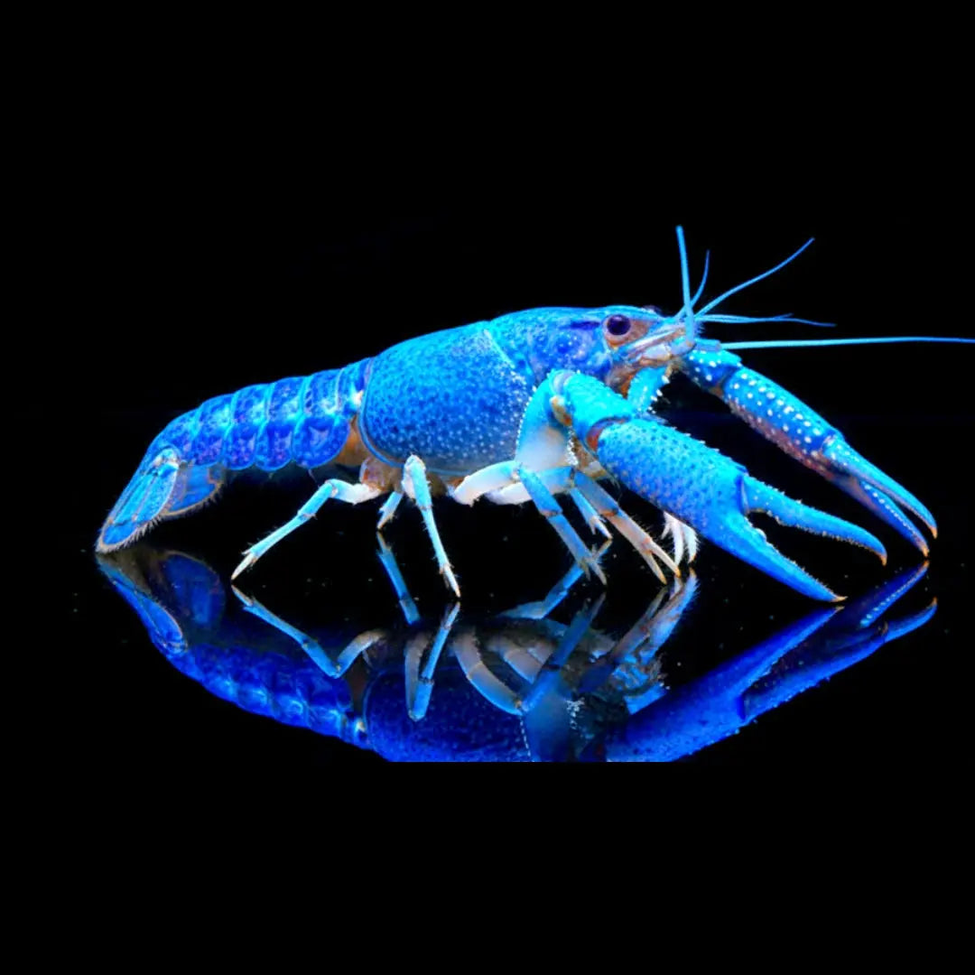 Krebse AquaTimo