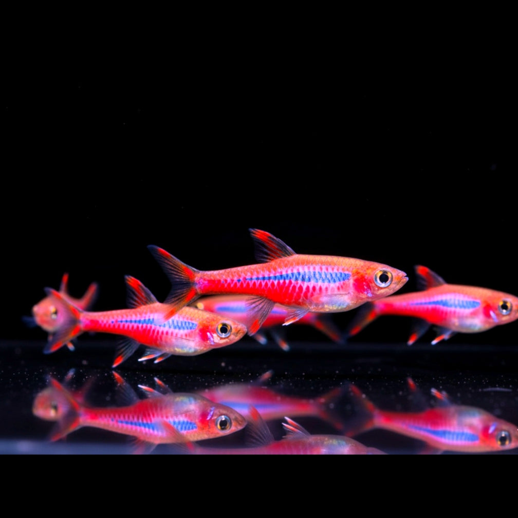 Bärblinge, Salmler & co.