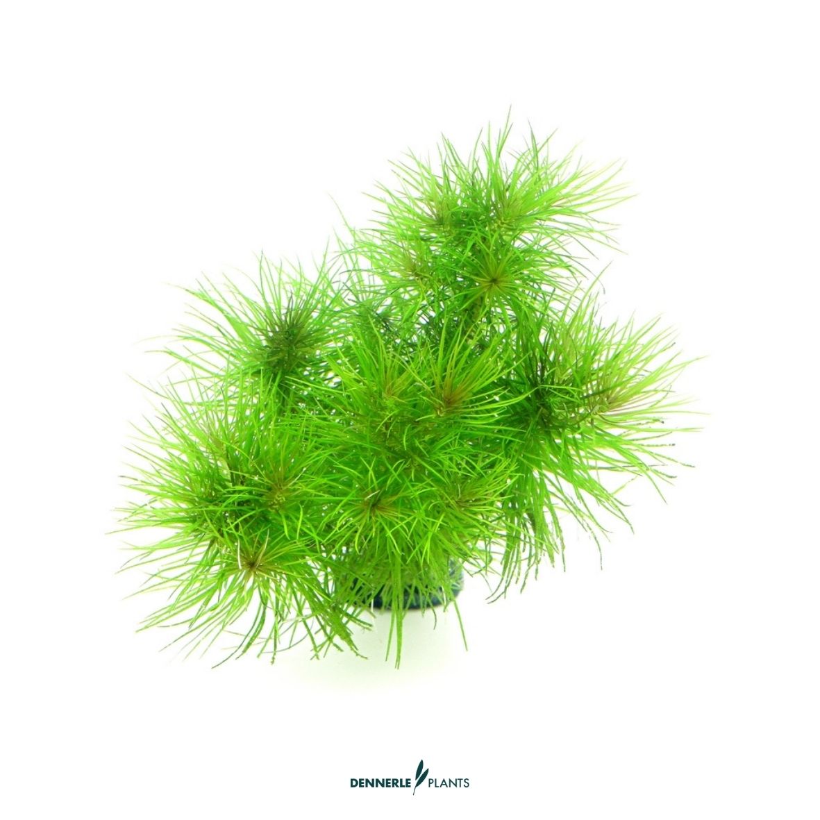 Pogostemon deccanensis CUP / Dennerle-Plants