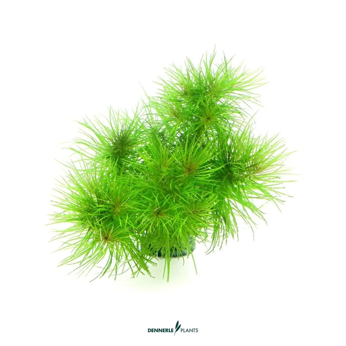 Pogostemon deccanensis CUP / Dennerle-Plants AquaTimo