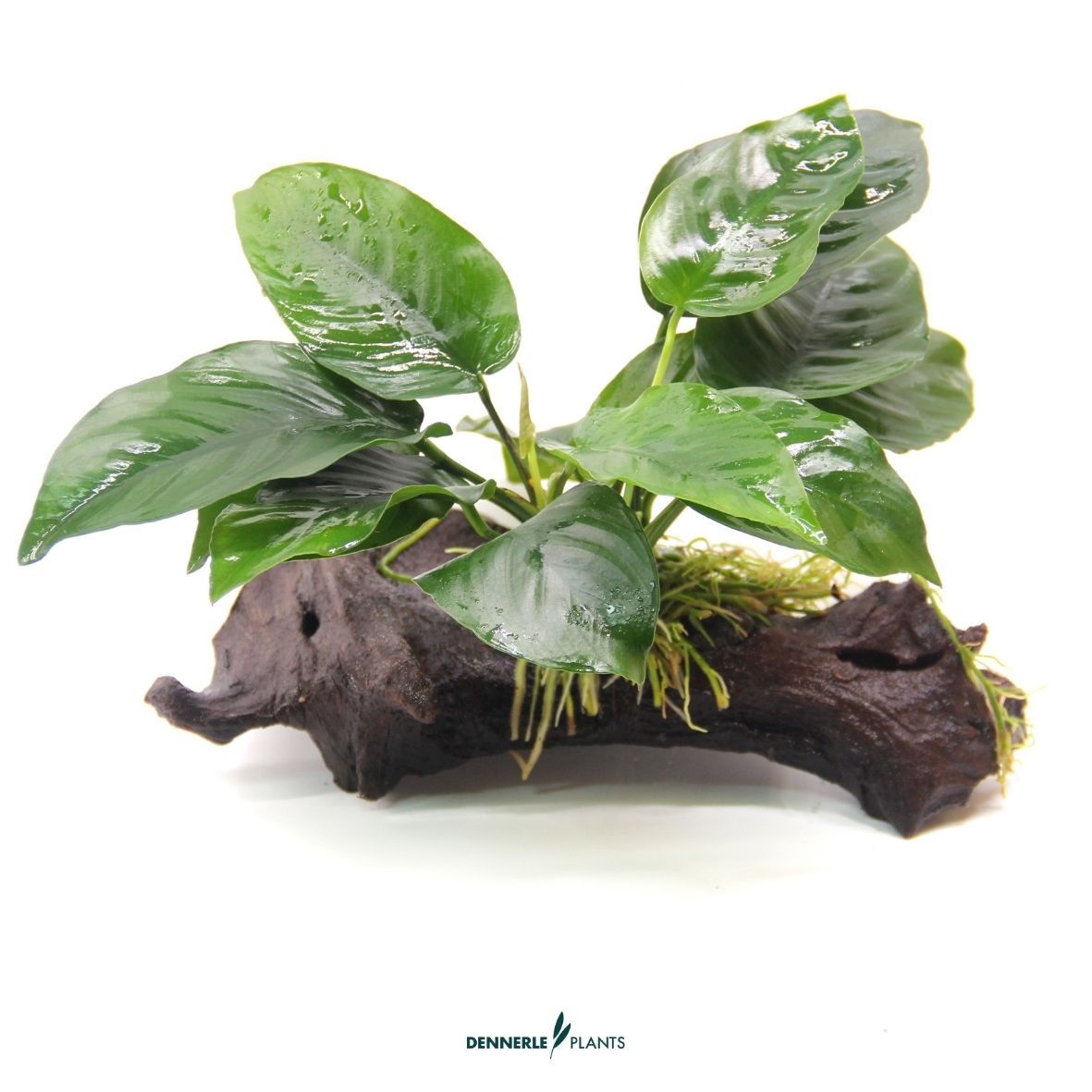 Anubias barteri var. nana auf Wurzel / Dennerle-Plants