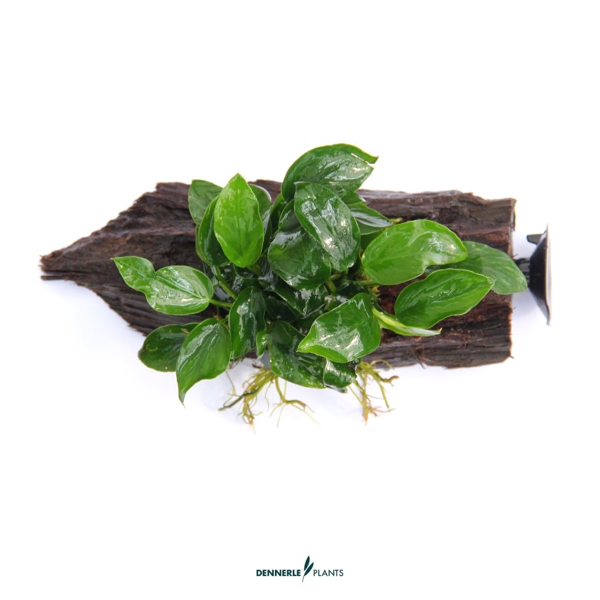 Anubias bart. var. nana auf Wurzel 16 x 7 x 12 cm/ Dennerle-Plants