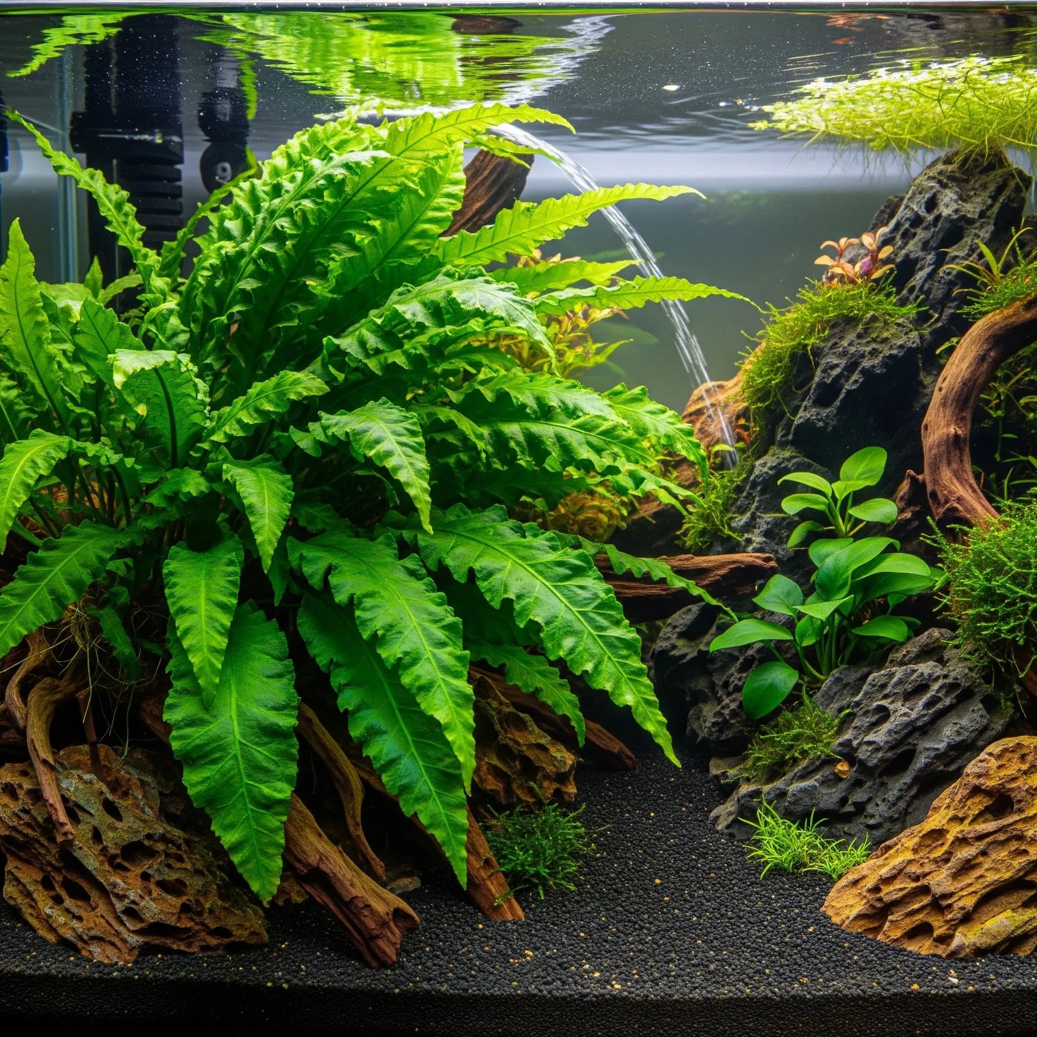 Bolbitis heudelotii – Der Afrikanische Farn für exklusive Unterwasserlandschaften / Dennerle-Plants AquaTimo