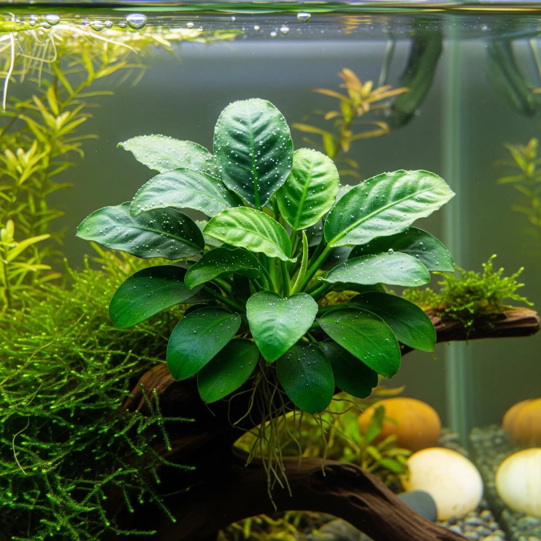 Anubias barteri var. 'Nana Pangolino' – Die kleinste Anubias der Welt / Dennerle-Plants AquaTimo
