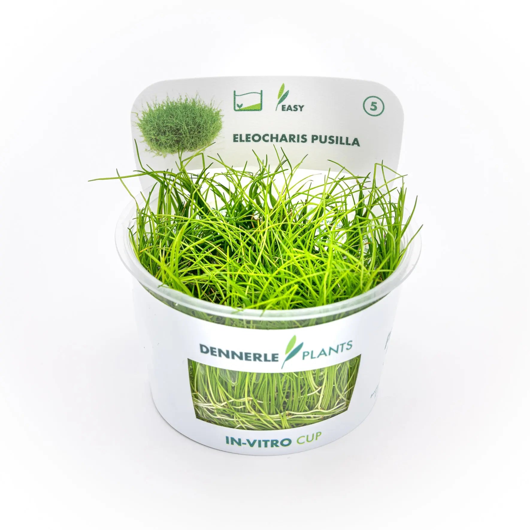 Eleocharis pusilla CUP / Dennerle-Plants AquaTimo