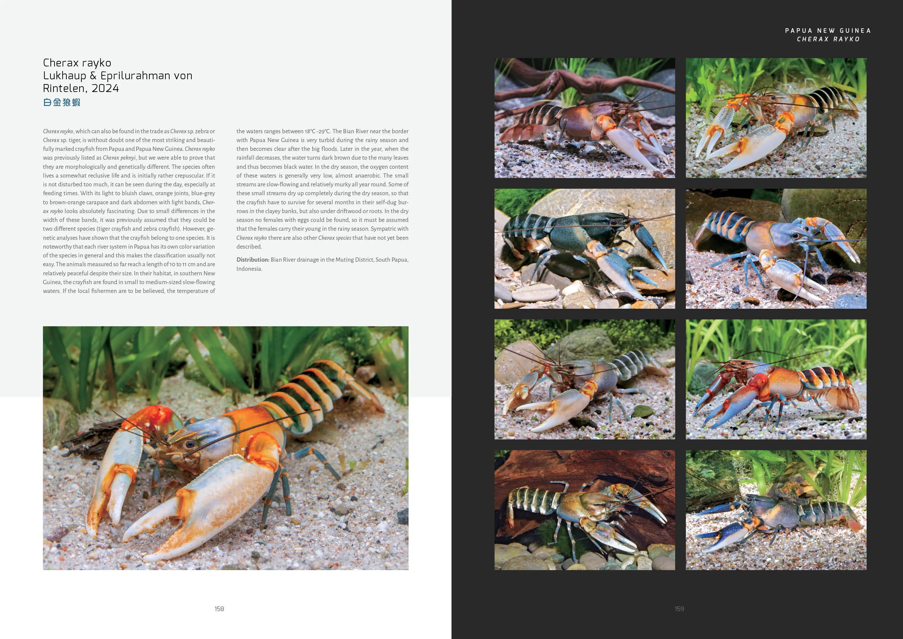 Buch Flusskrebse Dähne Aquaristik