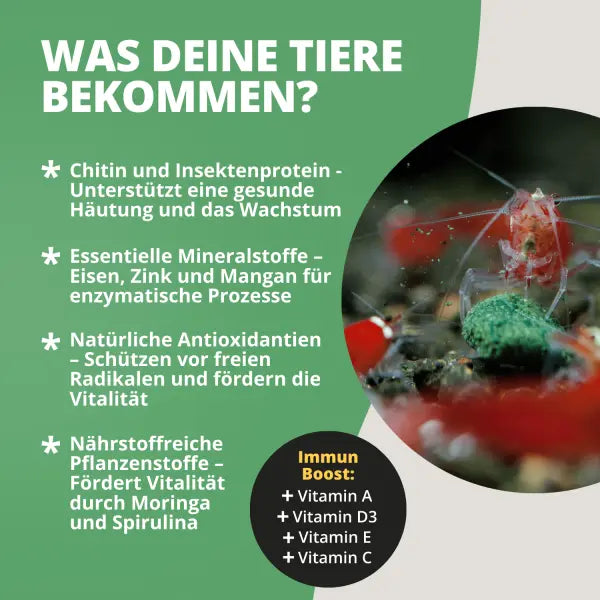 NatureHolic Mainfeed Softpads: Das Premium-Hauptfutter für vitale Zwerggarnelen 🦐 AquaTimo