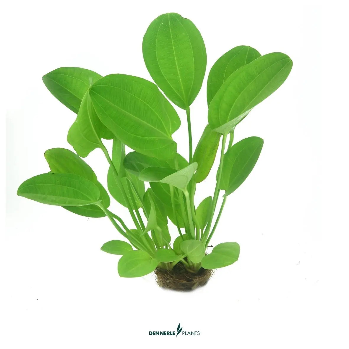 Echinodorus cord. 'Harbich Rot' / Dennerle-Plants AquaTimo