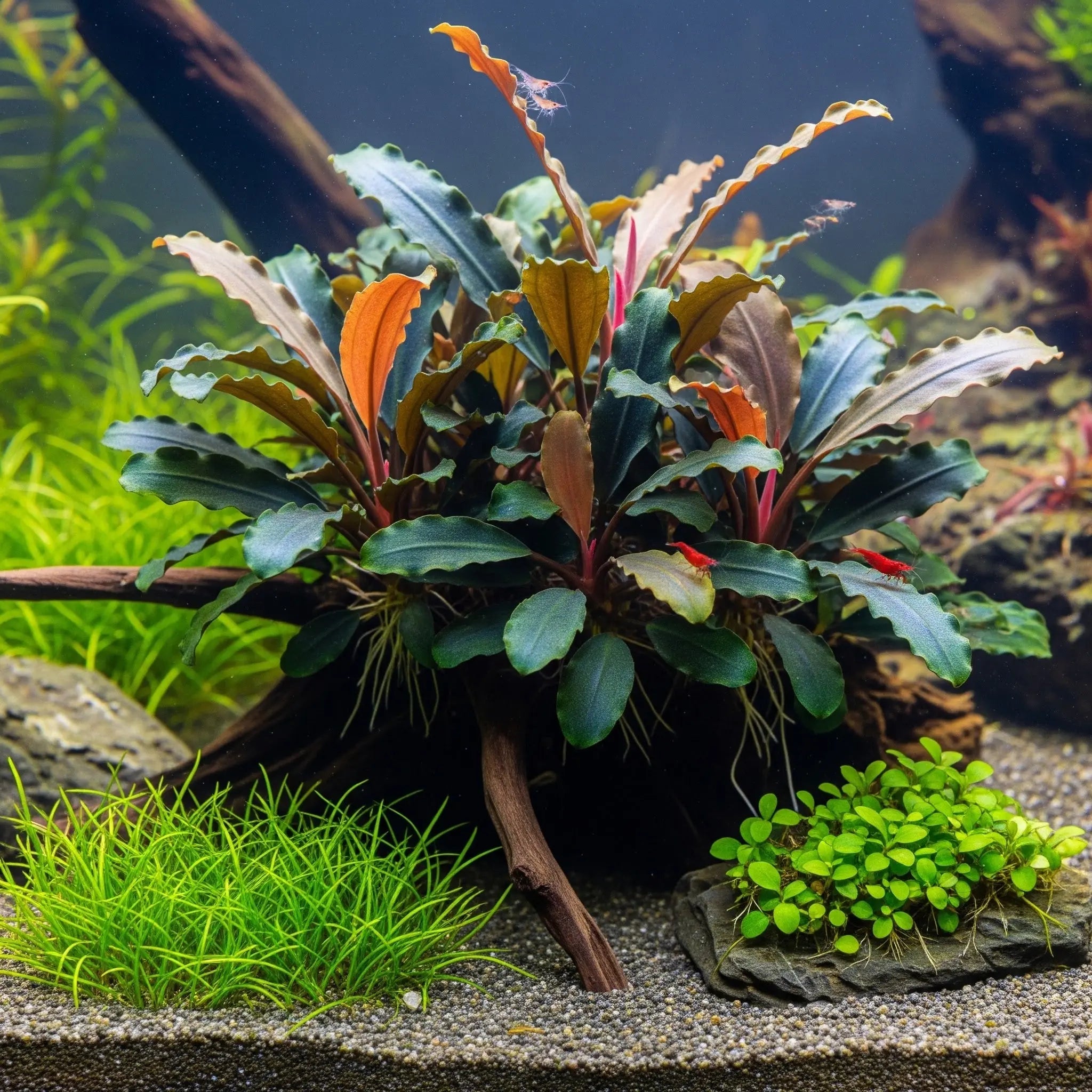 Bucephalandra sp. 'Velvet Tricolor' – Exklusive Rarität für dein Aquascape / Dennerle-Plants AquaTimo