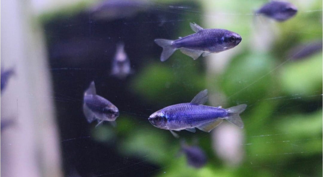Inpaichthys kerri super blue - Königssalmler