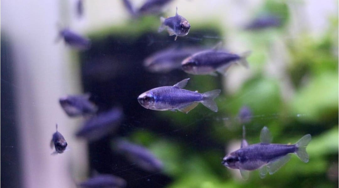 Inpaichthys kerri super blue - Königssalmler