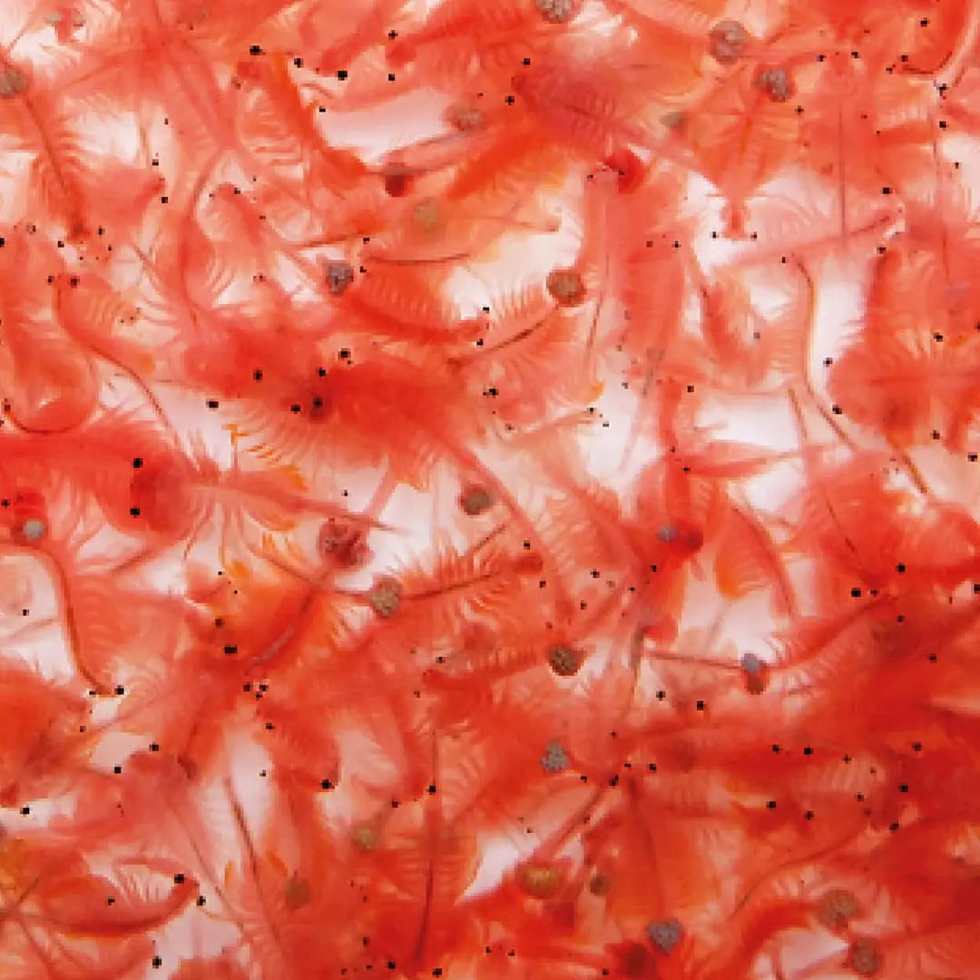 Algova ArtemiaVita: Die Revolution der Lebendfutter-Zucht für Deine Fische & Garnelen! 🦐✨ algova