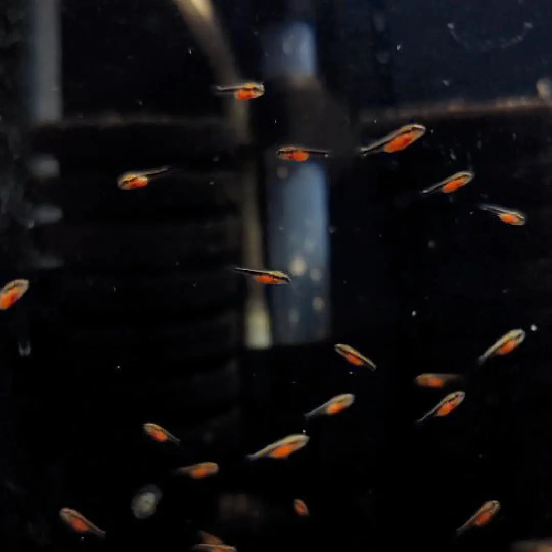 Algova ArtemiaVita: Die Revolution für deine Artemia Zucht – Entkapselte Artemia Eier für maximalen Erfolg und Sicherheit 🦐🔬 algova