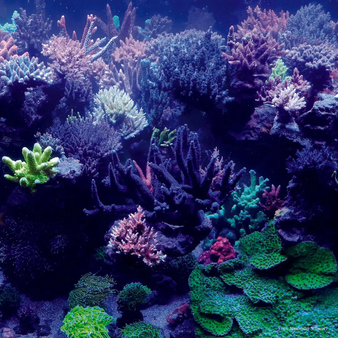 Algova PhytoCoral: Die 2-in-1-Korallennahrung für leuchtende LPS, SPS und Weichkorallen! 🌊 algova