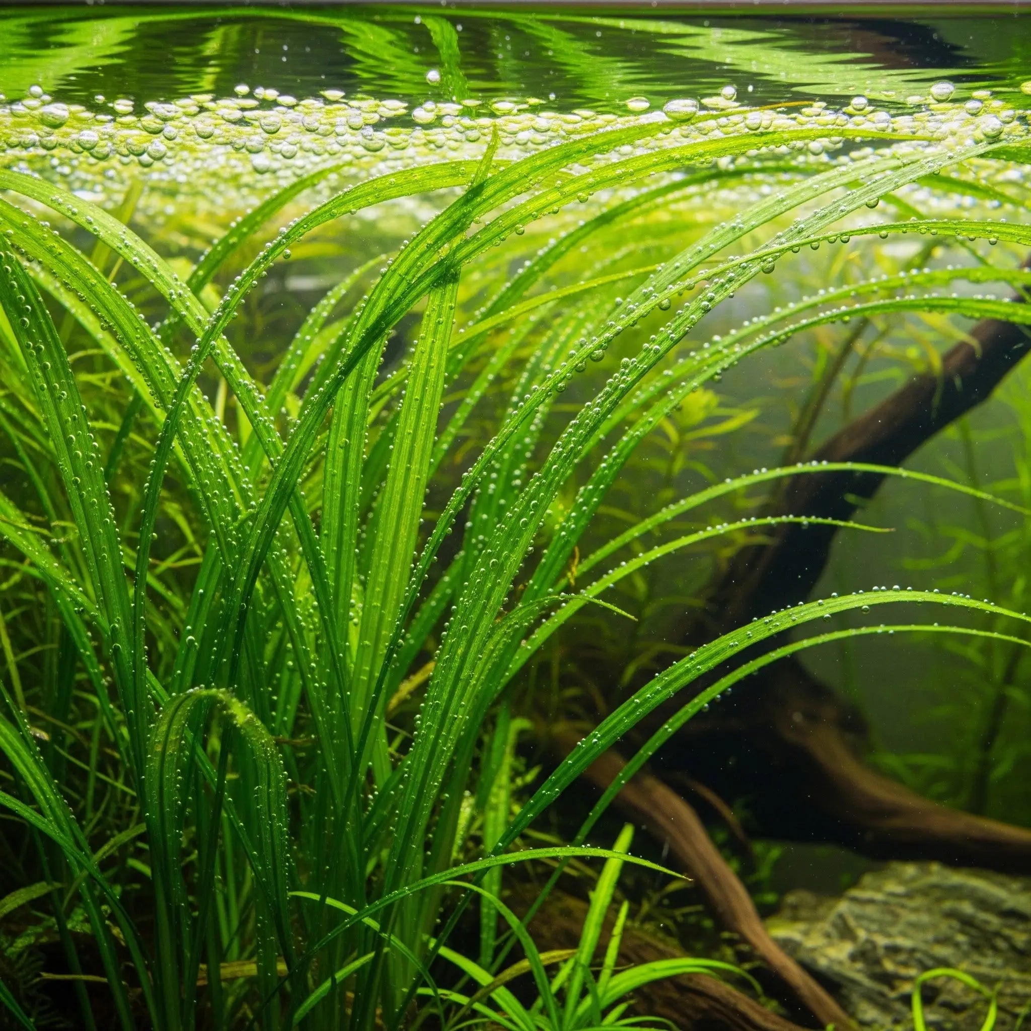 Cyperus helferi – Das elegante Unterwasser-Gras für Strömungseffekte / Dennerle-Plants AquaTimo