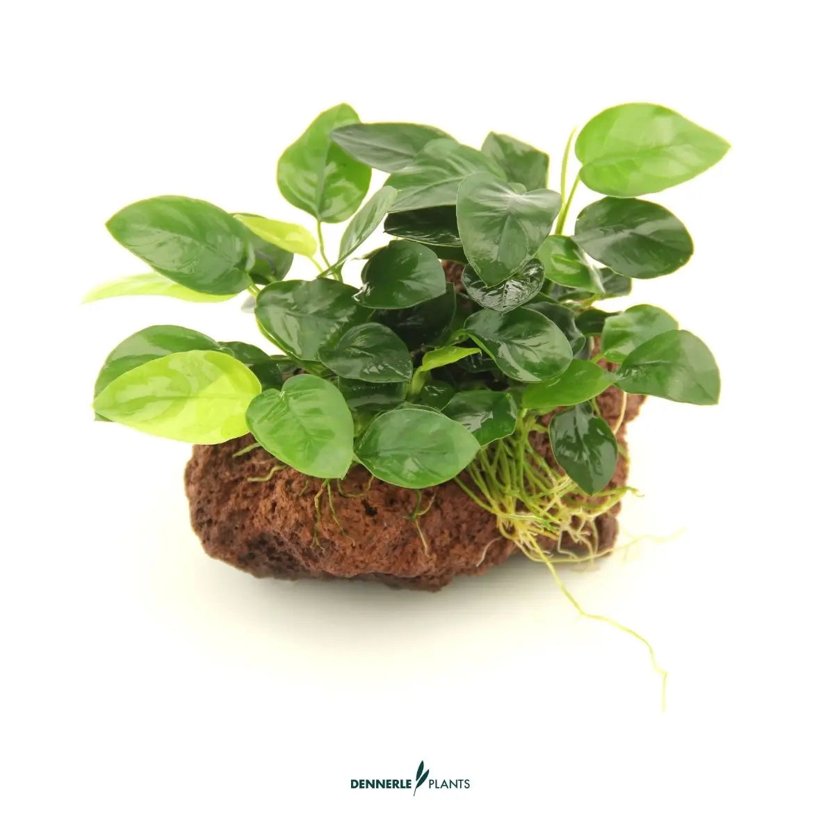 Anubias nana auf Stein / Dennerle-Plants AquaTimo