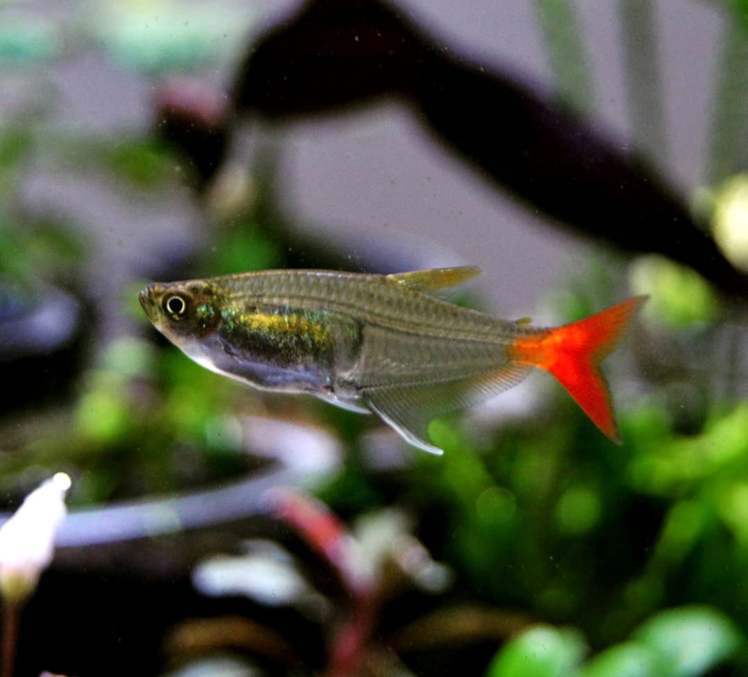 Prionobrama filigera – Glassalmler