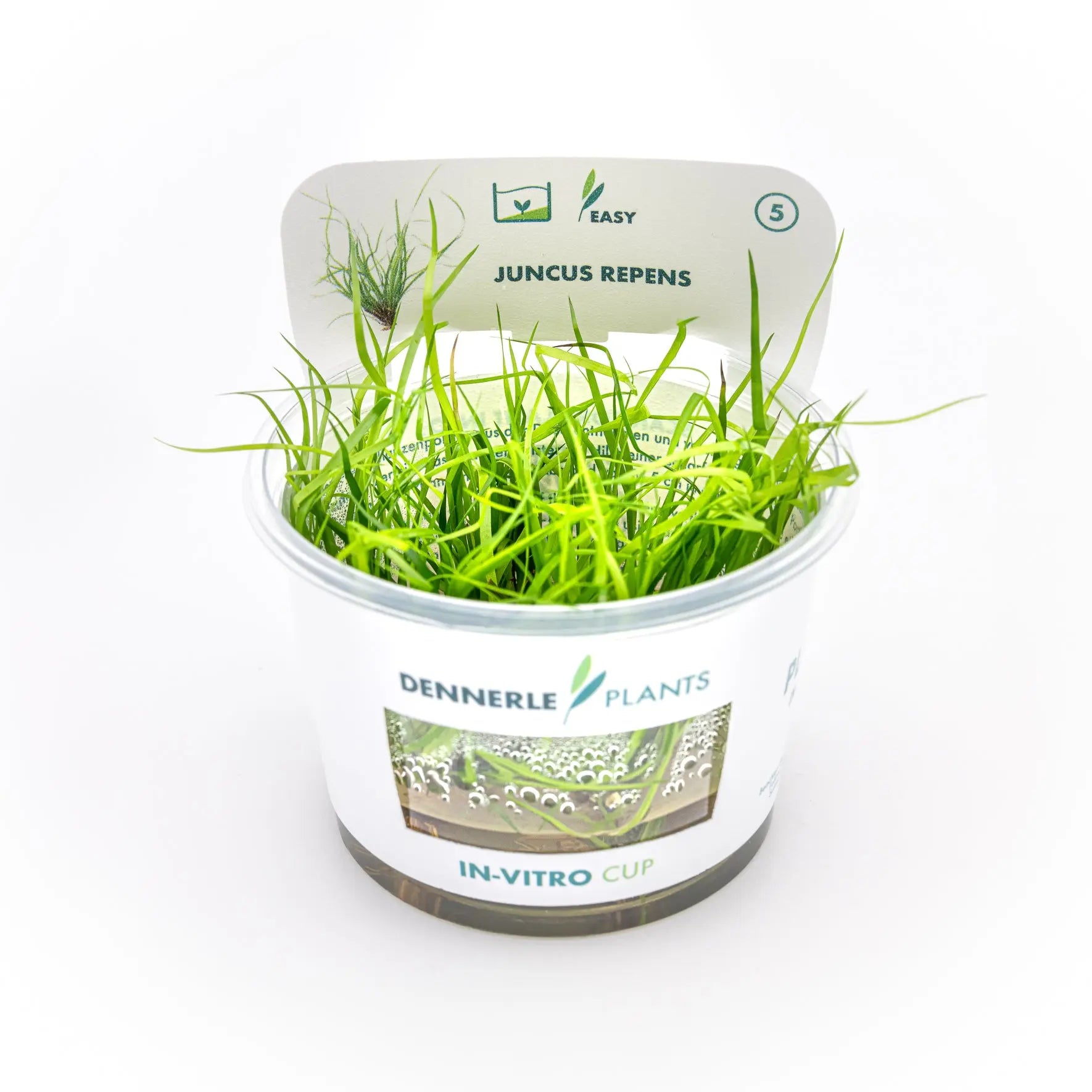 Juncus repens CUP / Dennerle-Plants AquaTimo