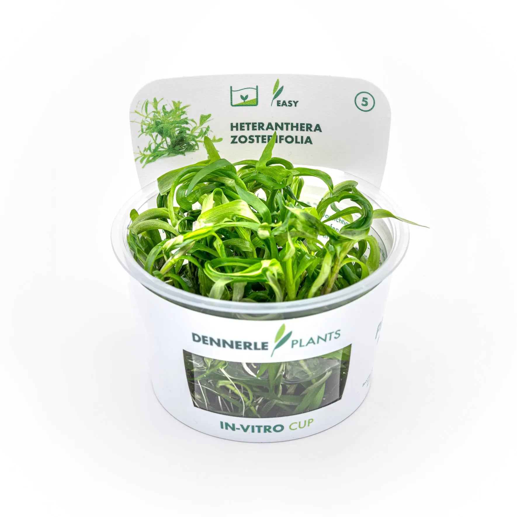 Heteranthera zosterifolia CUP / Dennerle-Plants AquaTimo