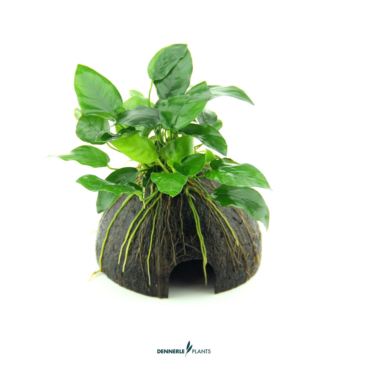 Anubias bart. var. nana auf Coco Cave / Dennerle-Plants