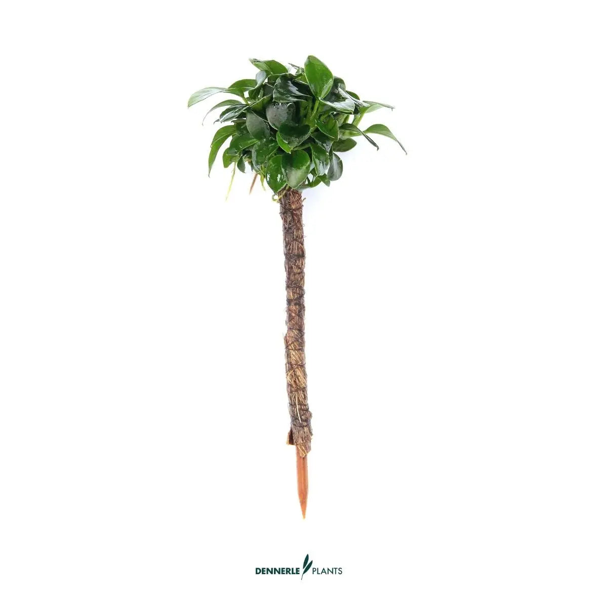 Anubias bart. var. nana 'Bonsai' auf Bonsai Palme / Dennerle-Plants