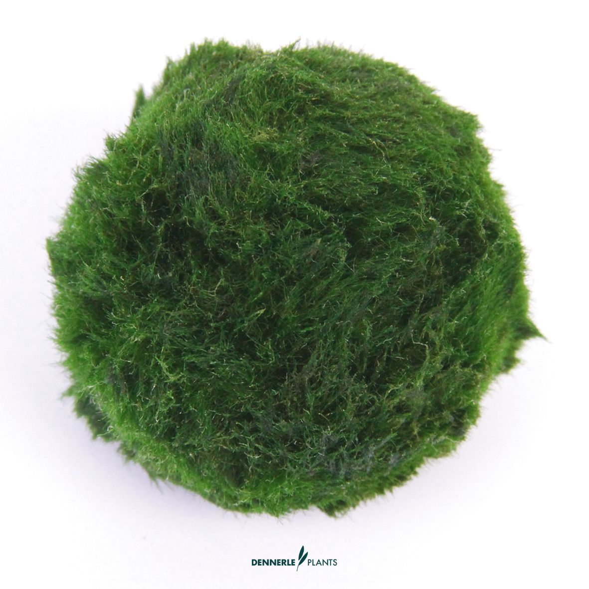 Superballs - Aegagropila linnaei, 3 Stück / Dennerle-Plants