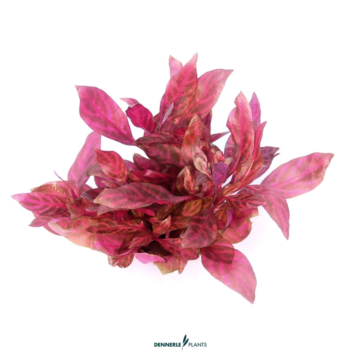 Alternanthera reineckii 'Lila' CUP / Dennerle-Plants