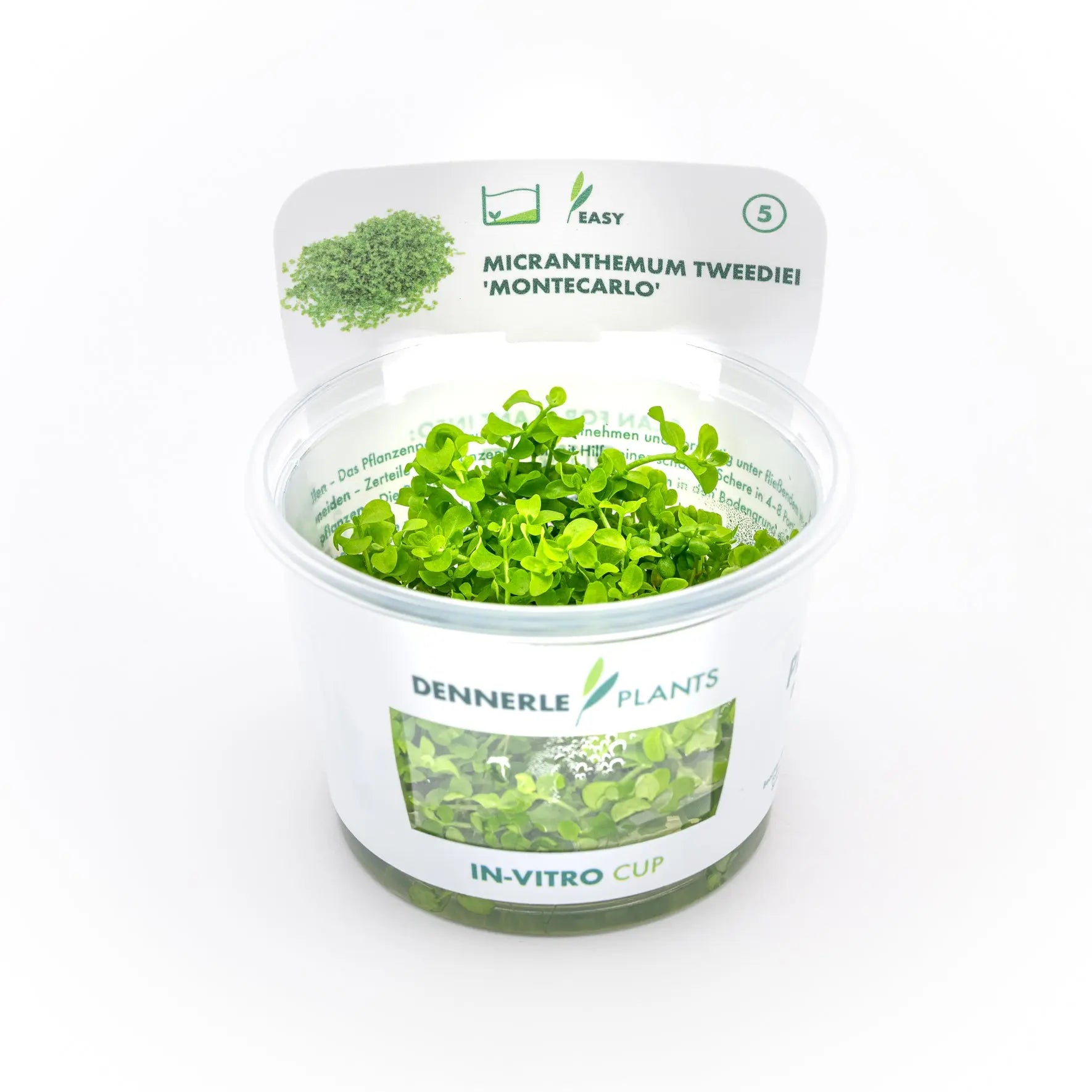 Micranthemum tweediei / Dennerle-Plants AquaTimo