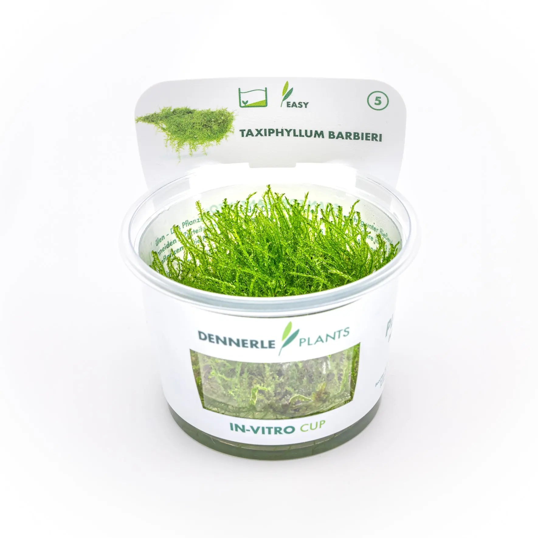 Taxiphyllum barbieri / Dennerle-Plants AquaTimo