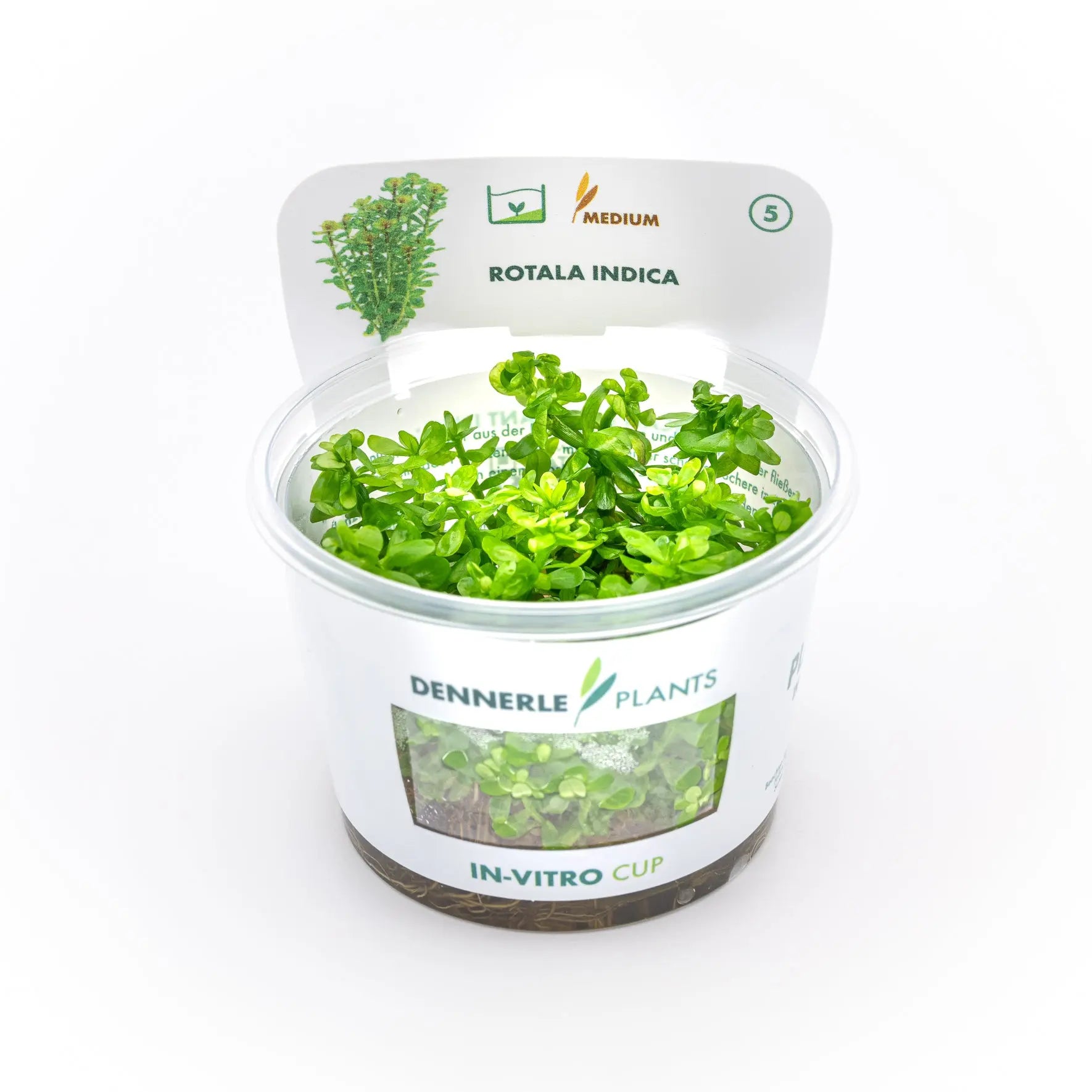 Rotala indica CUP / Dennerle-Plants AquaTimo