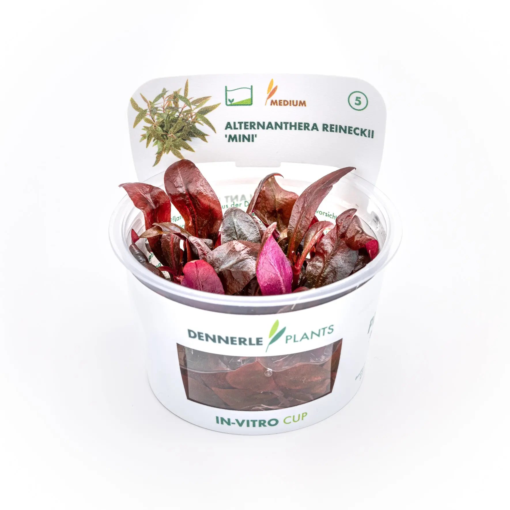 Alternanthera reineckii 'Mini' CUP / Dennerle-Plants AquaTimo